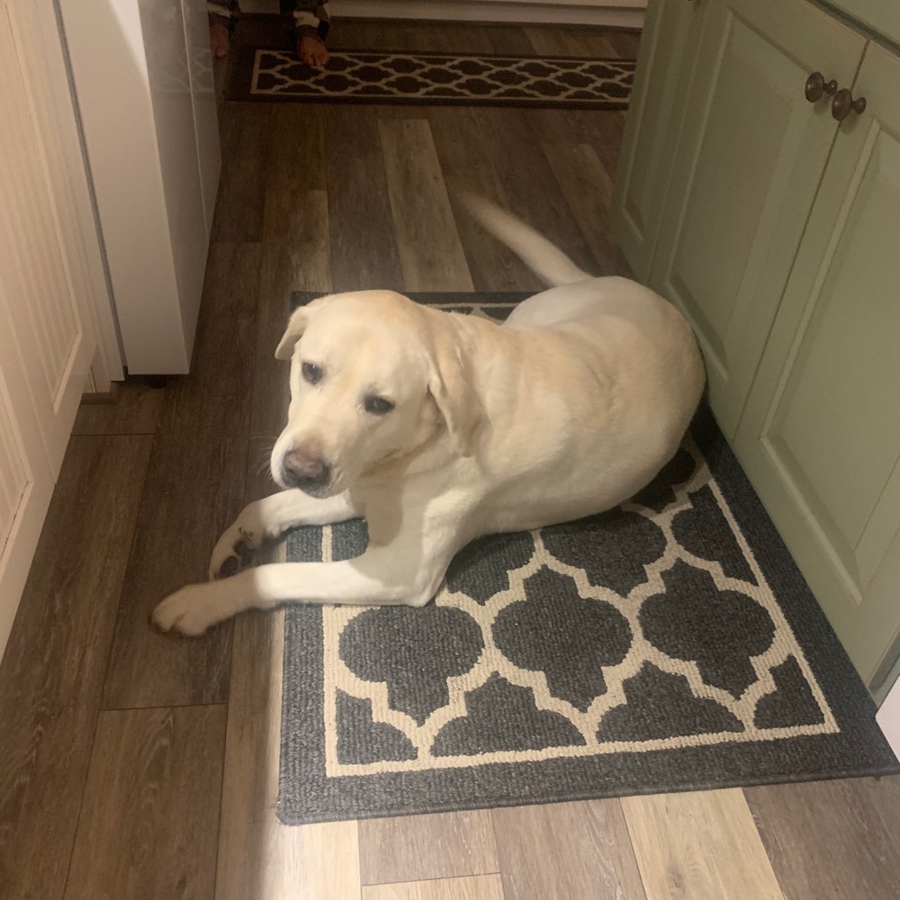 Meet your Posher, Ann